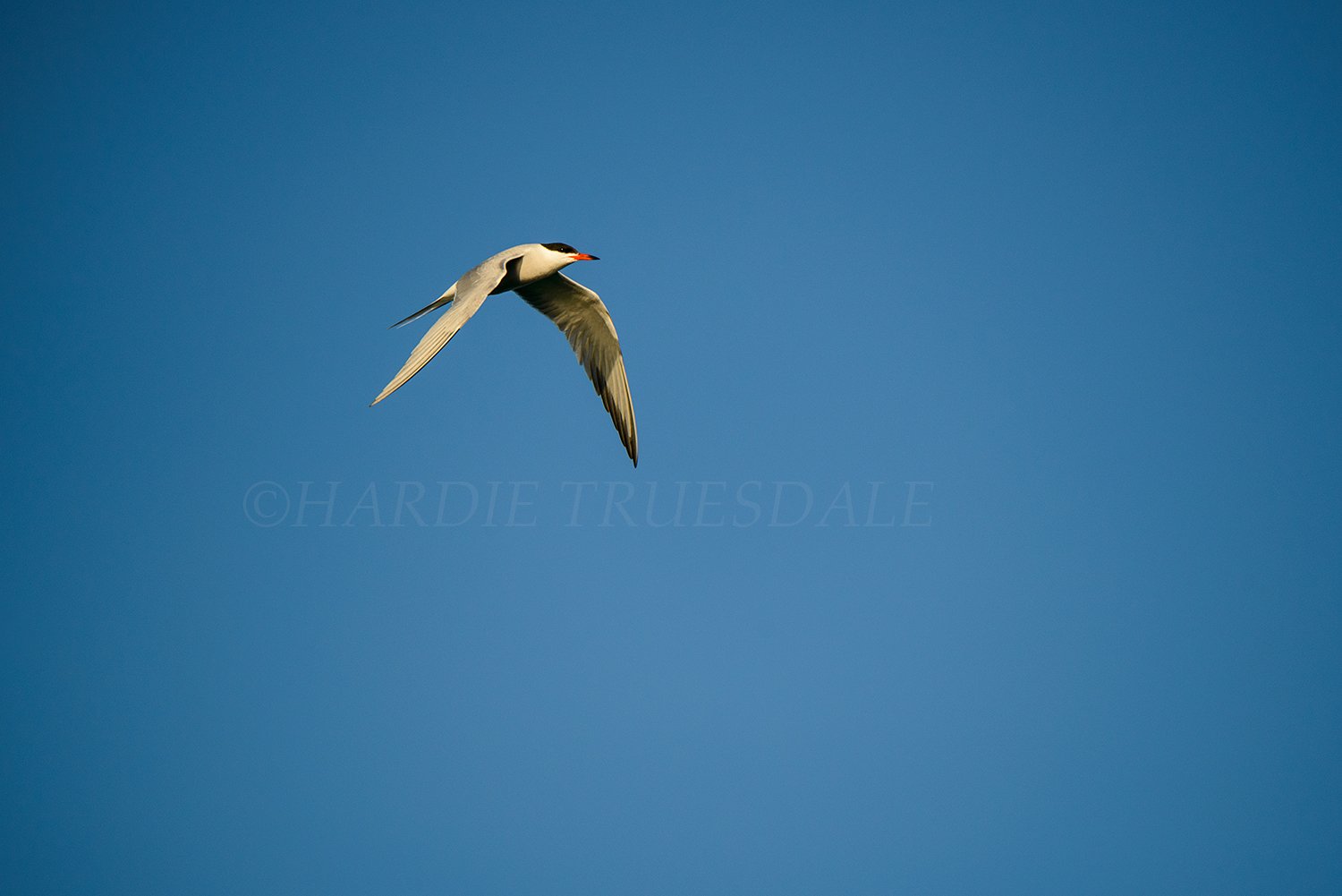 BrdNe 049 sq web.jpg