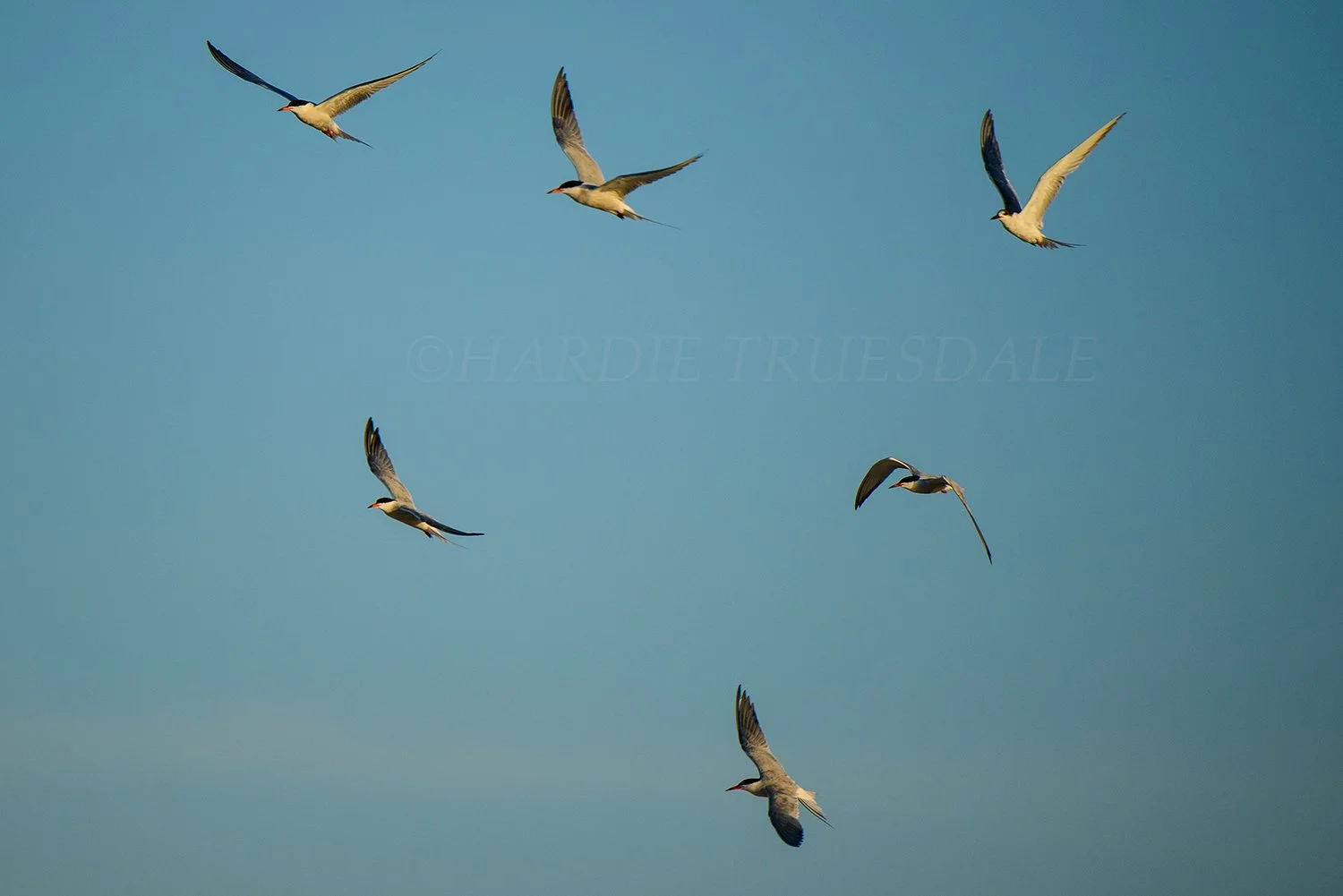 BrdNe 050 sq web.jpg