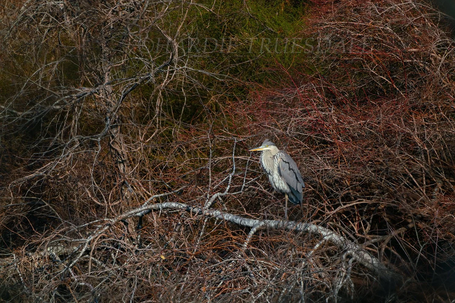 BrdNe 063 sq web.jpg