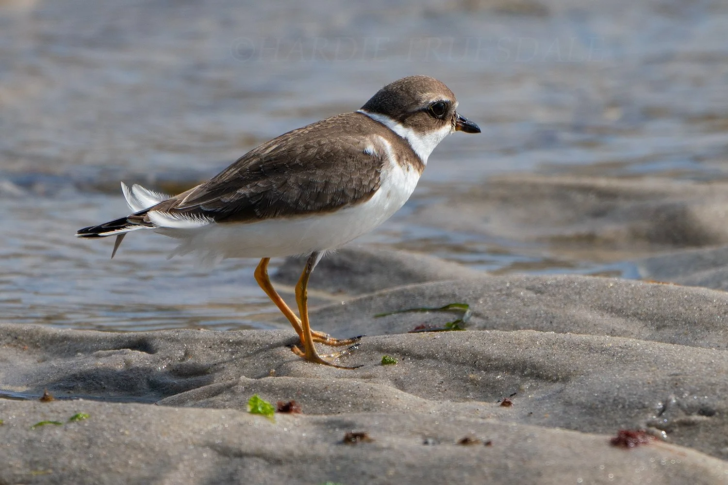 BrdNe 065 sq web.jpg