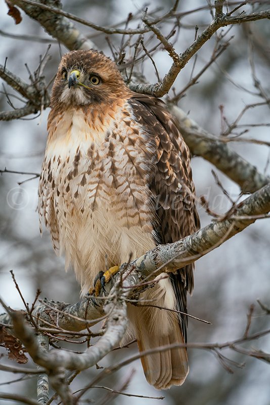 BrdNe 068 sq web.jpg