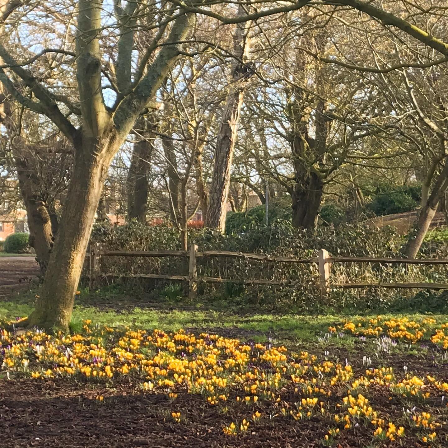 Carpets of unexpected colour &amp; leaves beginning to unfurl on the trees today 💛 spring is here!