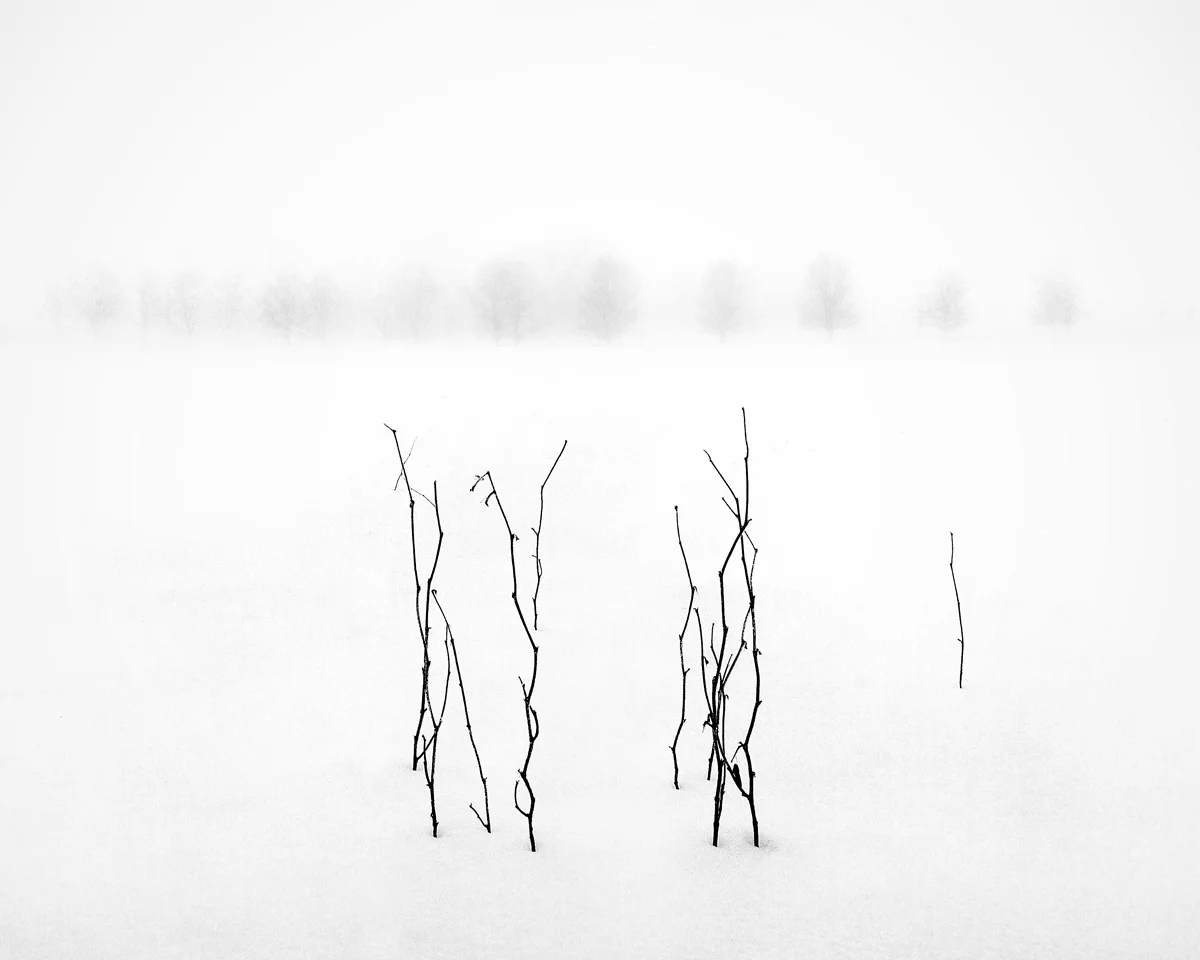 Fog&Snow.jpg