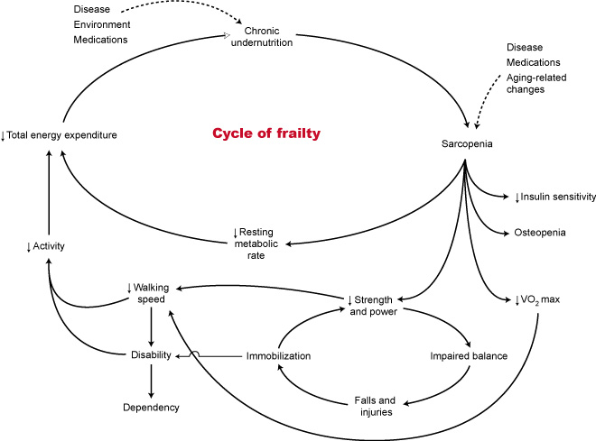 (Fig. 1) The Cycle of Frailty ²