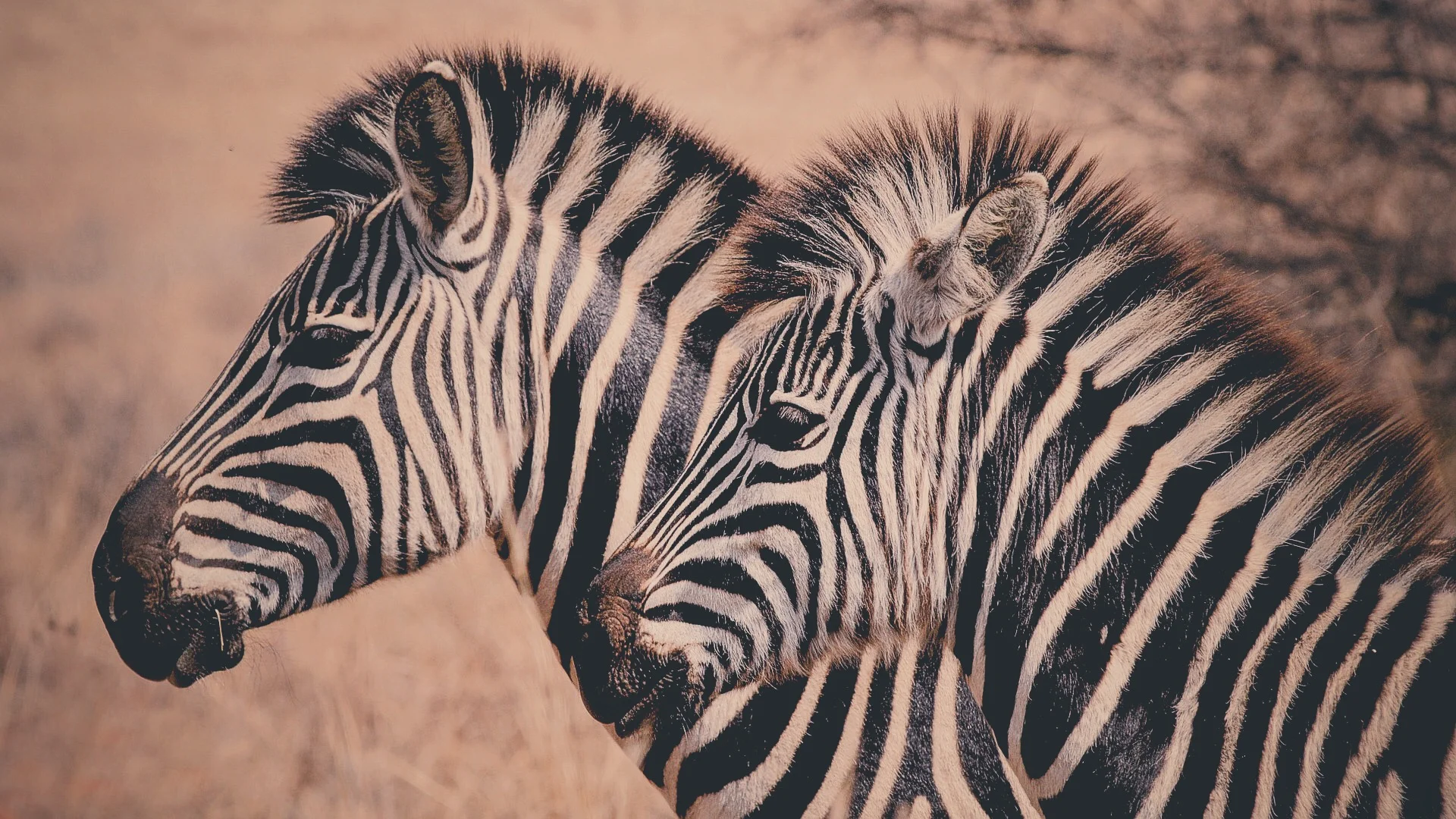 #SimBlog: When you hear hooves...