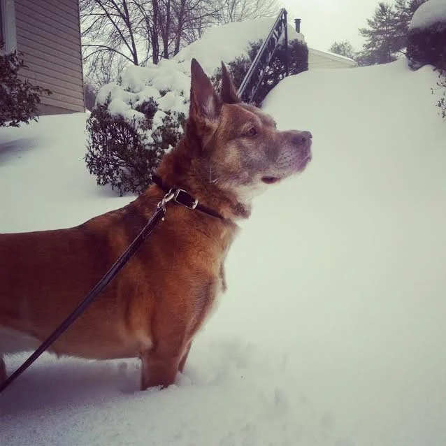 Ruby, looking all majestic and shit. 
