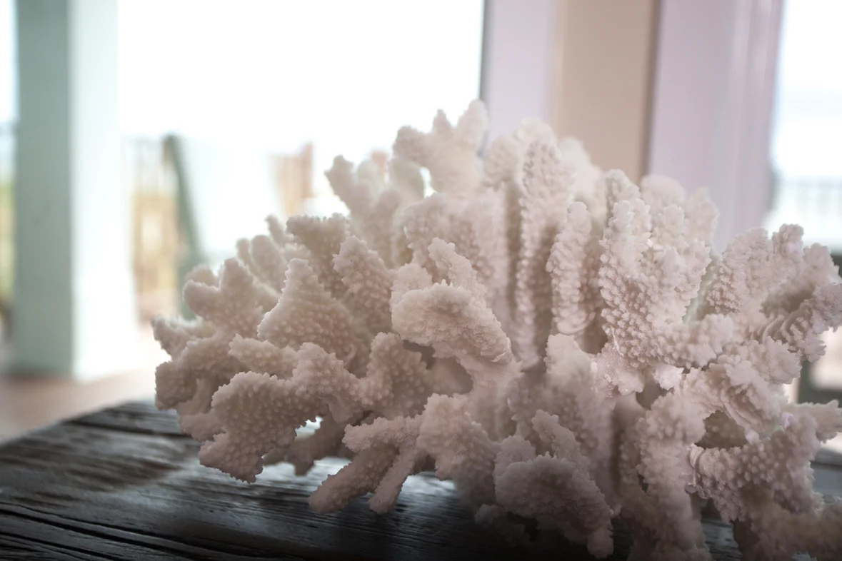 coral_web.jpg