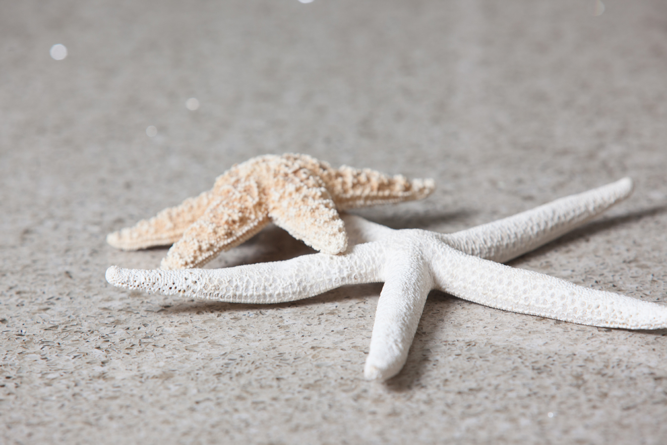 seastar_web.jpg