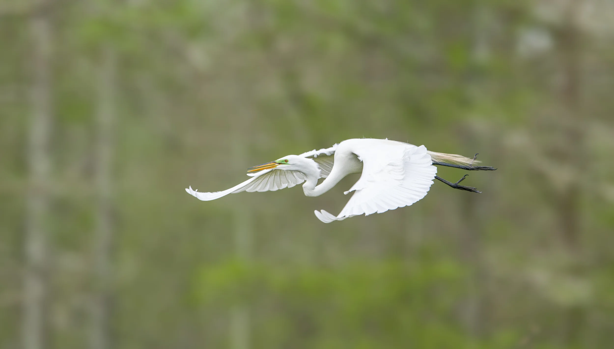 140402-Great_Egret-023-Edit.jpg