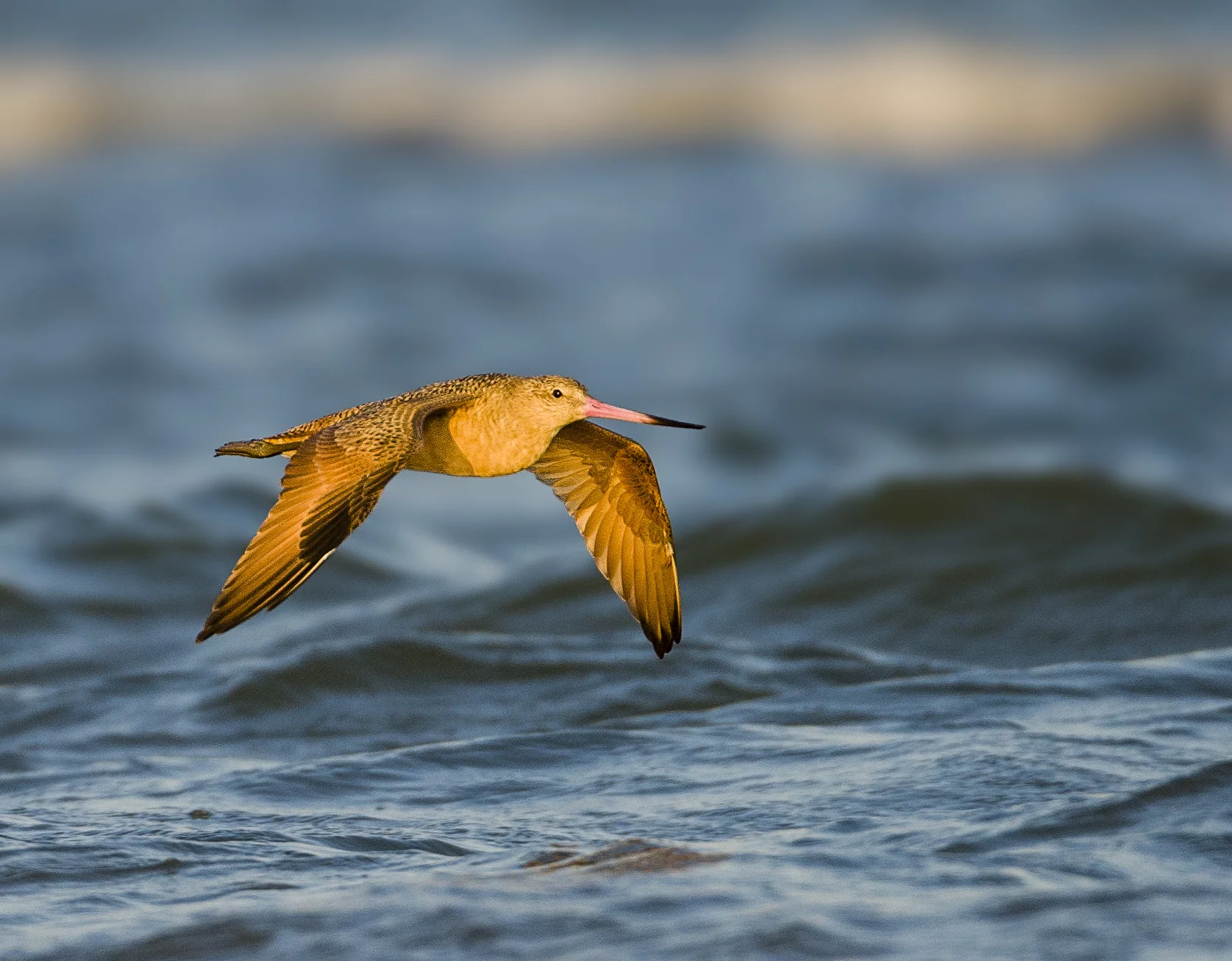111011-Marbled_Godwit-003-Edit.jpg