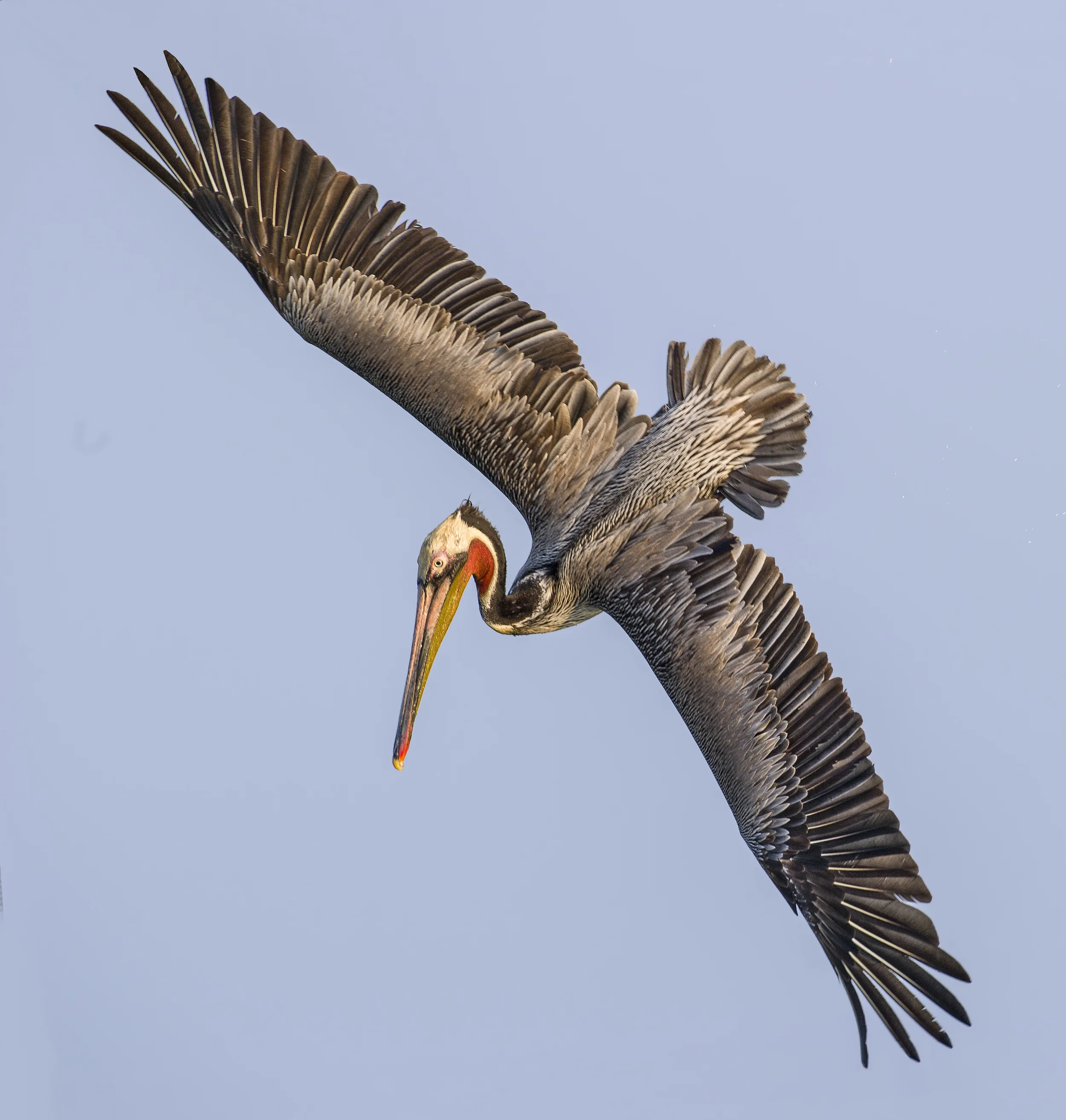 110330-Brown_Pelican-239-Edit.jpg