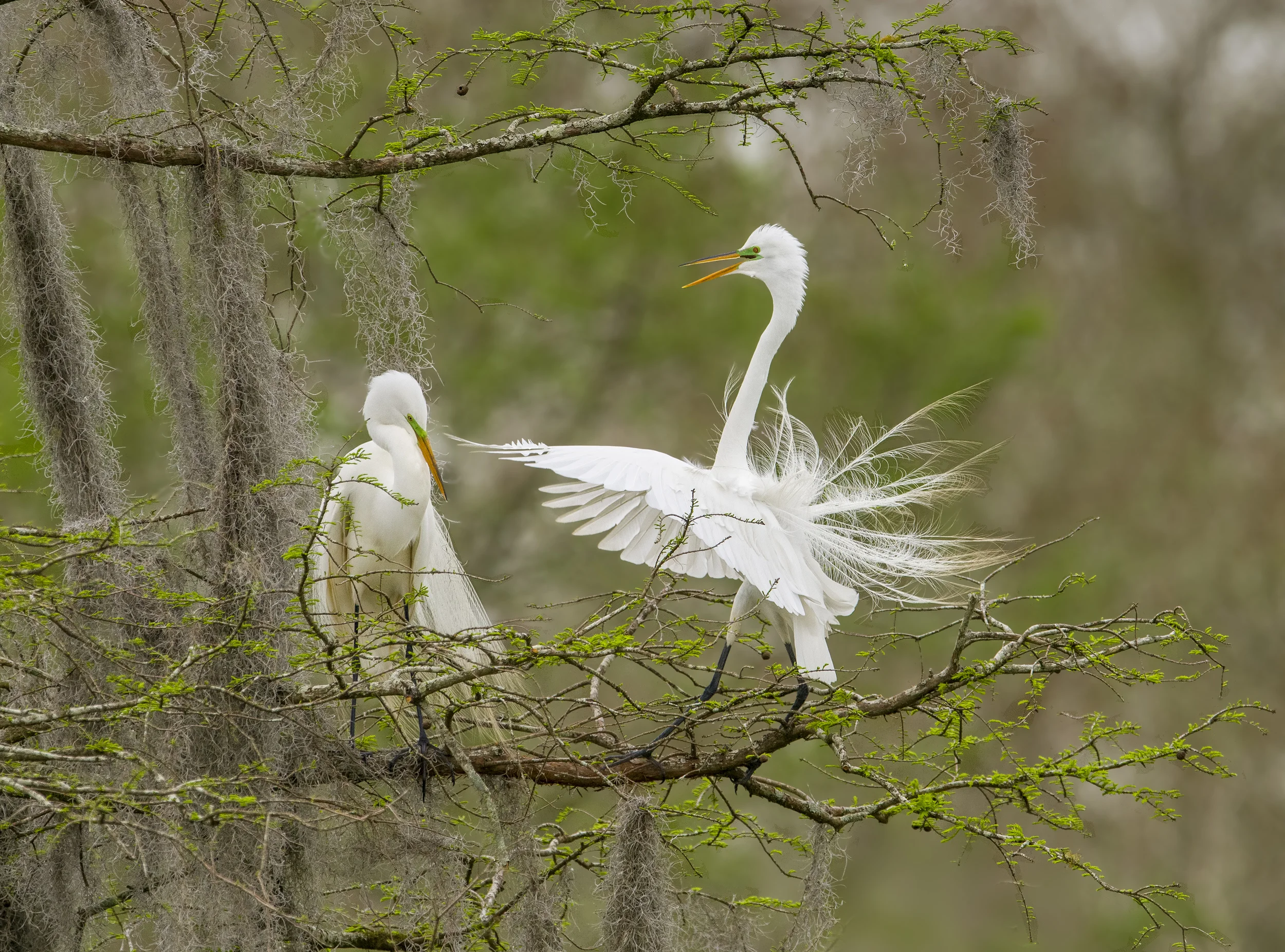 140402-Great_Egret-064-2.jpg