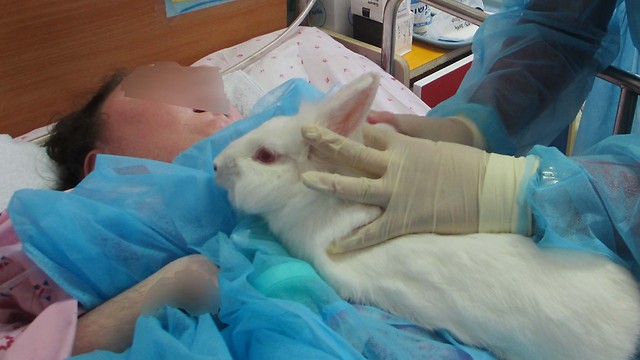 In this image a rabbit is cuddled up to a child, who, though mostly non responsive is actually petting the animal. 