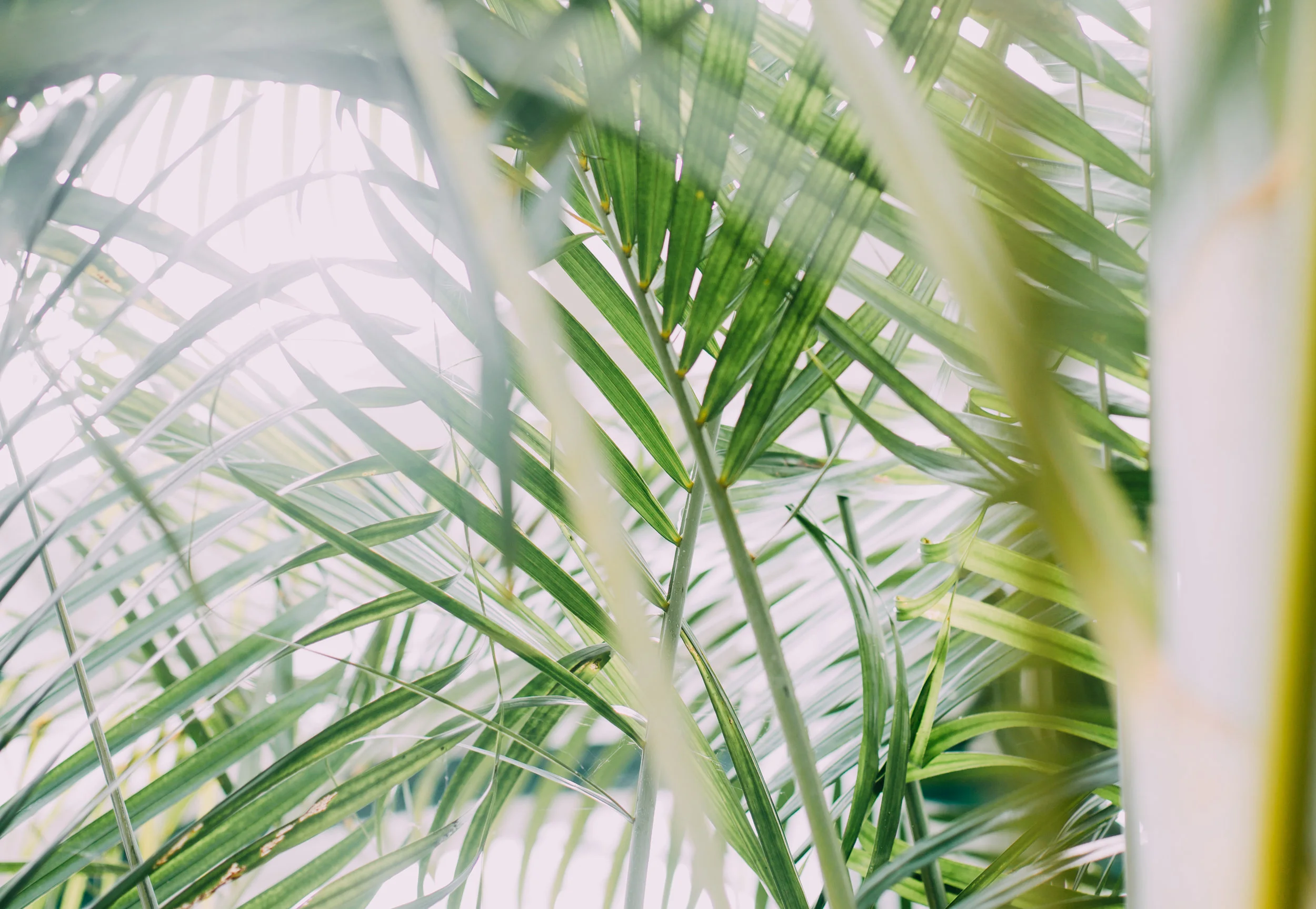 palms.jpg