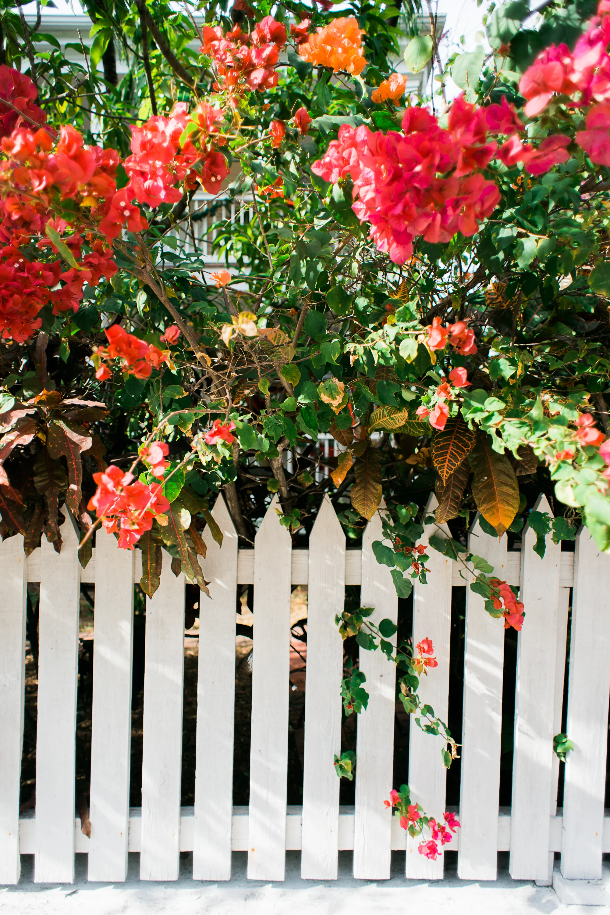 20121229-KeyWest2102.jpg