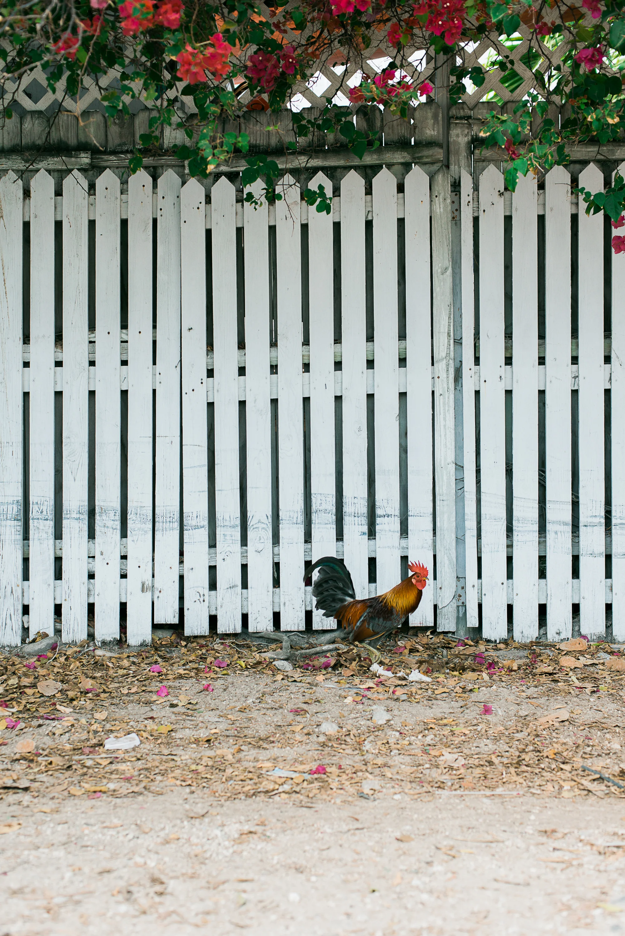 20121229-KeyWest2200.jpg