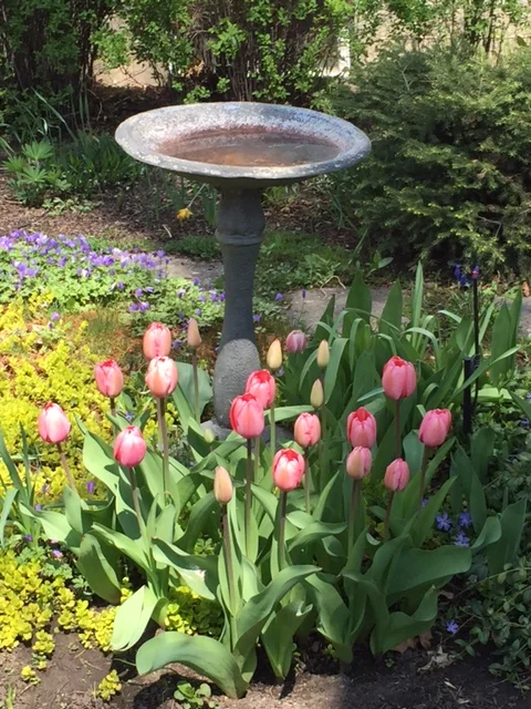 May Flower_medium.jpg