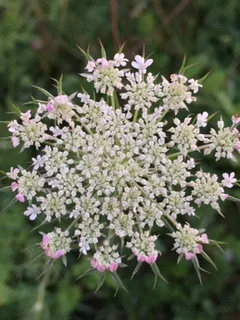 Gaining some perspective...Queen Anne's lace has pink on the edges.