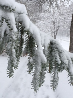 A snowy spring walk
