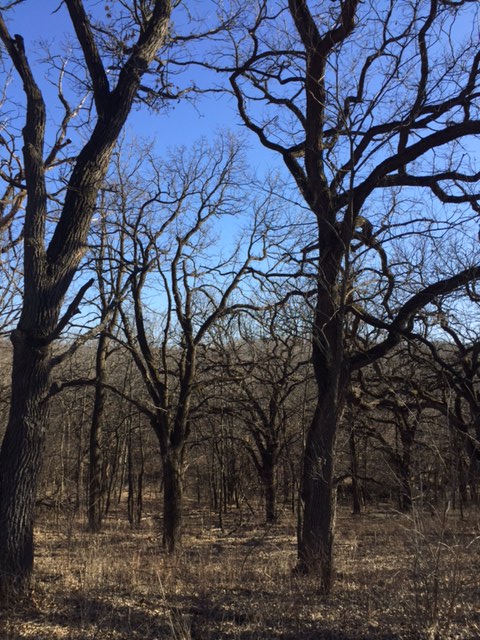 Don't these trees look like an army of trees about to spring to life? How very Narnian or Lord of the Rings-ish.