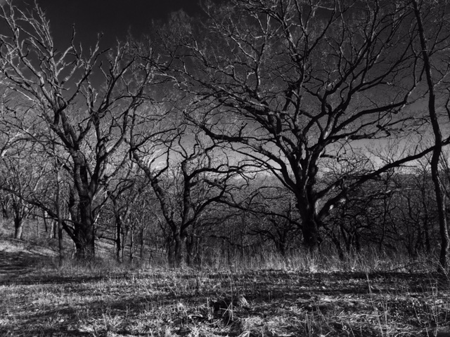If these trees could talk. Soon, these trees will be in full bloom and the woods will be a maze.