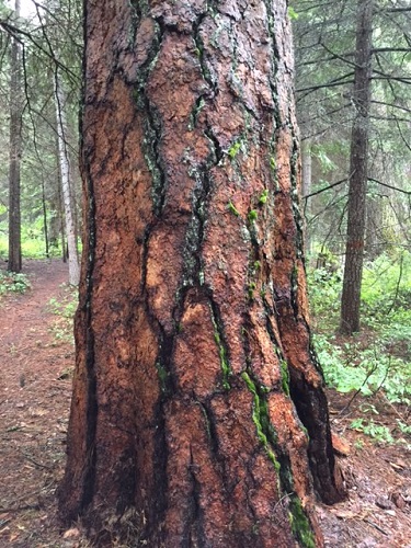 Old majestic ponderosa pine with lichen wrinkles