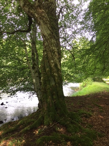 As legend has it, the leader of Clan Cameron was planting trees when he was called off to the Jacobite Uprising. He stuck all the shoots in the ground at the same time resulting in a collection of individual trees growing as one. Cameron Estates near the Great Glen Way, Scotland