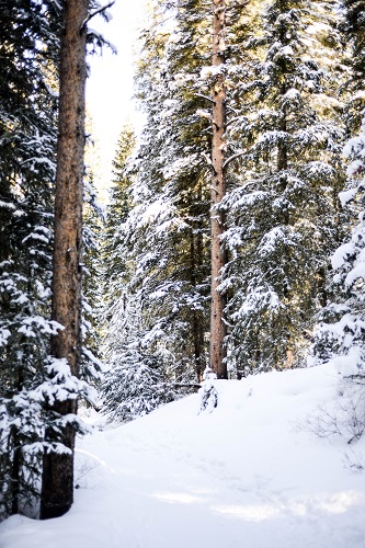 Photo: Gallatin National Forest, south of Bozeman, MT.