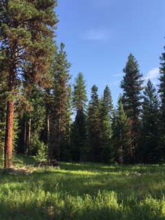 A summer mountain meadow in McCall, Idaho