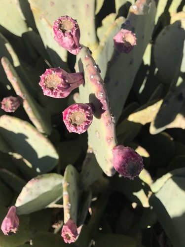 A sign of spring on the desert