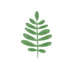 fern leaf_150_upright.jpg