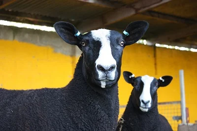 hedgefield zwartbles close-up_400.jpg