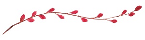 watercolor_insert_300.jpg