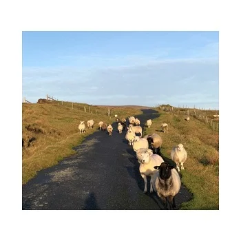Greetings from 60 North… Shetland, UK.