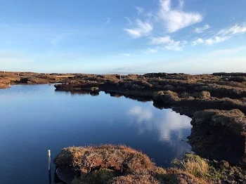 peat bog_350.jpg