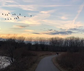 geese flying.jpg