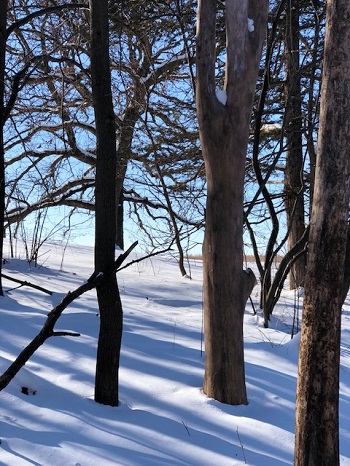 light through the trees in winter.jpg