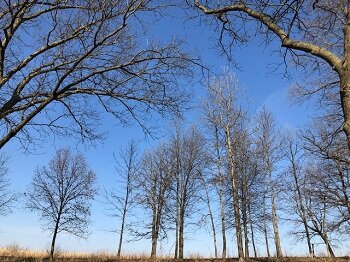 april trees and skies_350.jpg