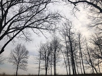 april tree and clouds_350.jpg