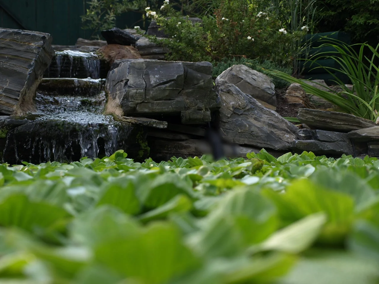 pond3aug09 copy.jpg