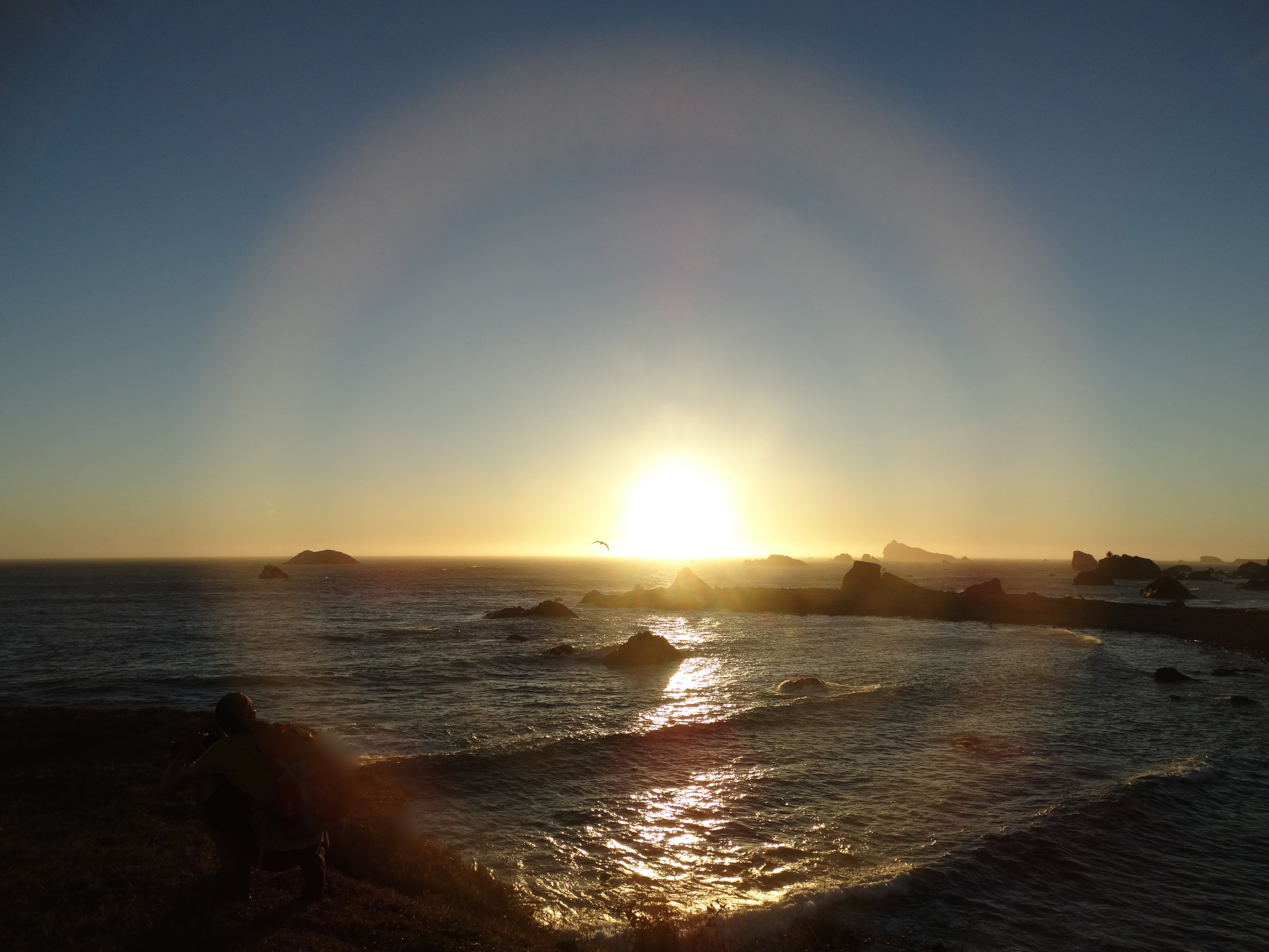 Seagull in cirlce of light Rev.jpg