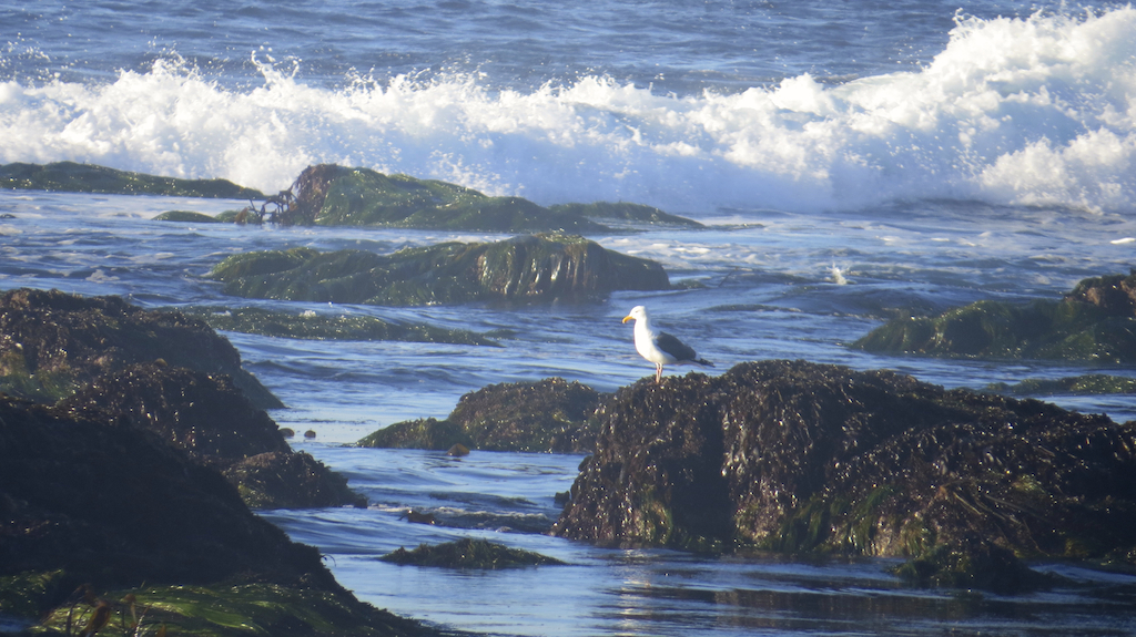 Photo taken at Asilomar Conference Grounds in Monterey, California 