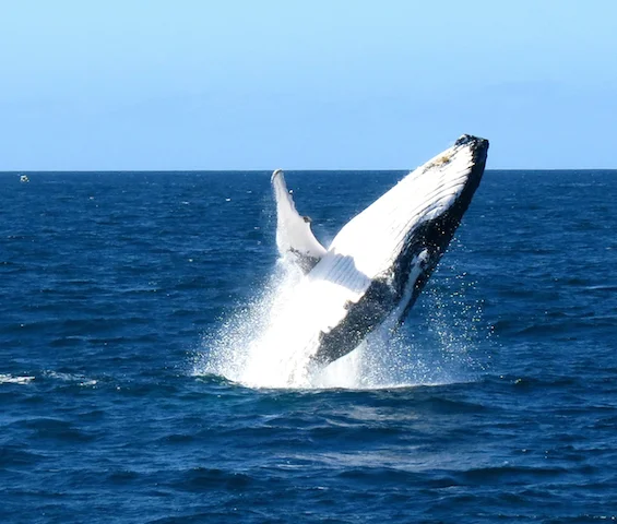 Life Is A Practiced Act