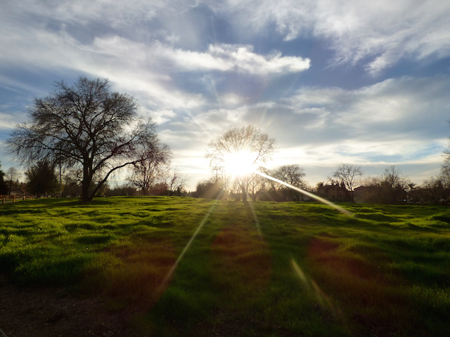 Picture taken Near Sacramento River in South Natomas.