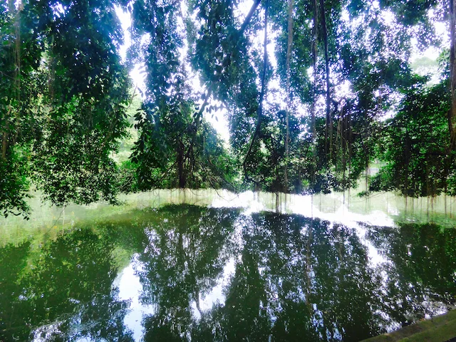 Untamed Wild Or Manicured Garden?
