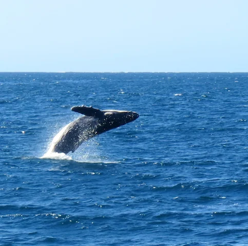 Whales are mammals and were once land creatures that returned to the sea evolving ears adapted to the water. Underwater sound to human ears is garbled, but whales hear clearly and use their ears to navigate the sea, find food, and communicate with each other. human ears are external while whale ears are internal, with no external opening!