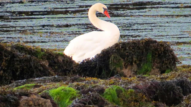 Make A Swan Song Of Your Life
