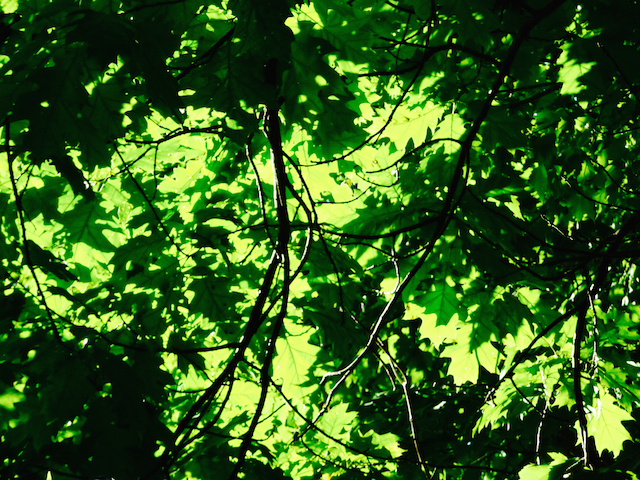 picture taken of sunlight through maple leaves in Ontario canada