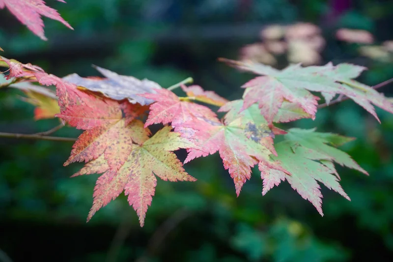 Autumn Equinox