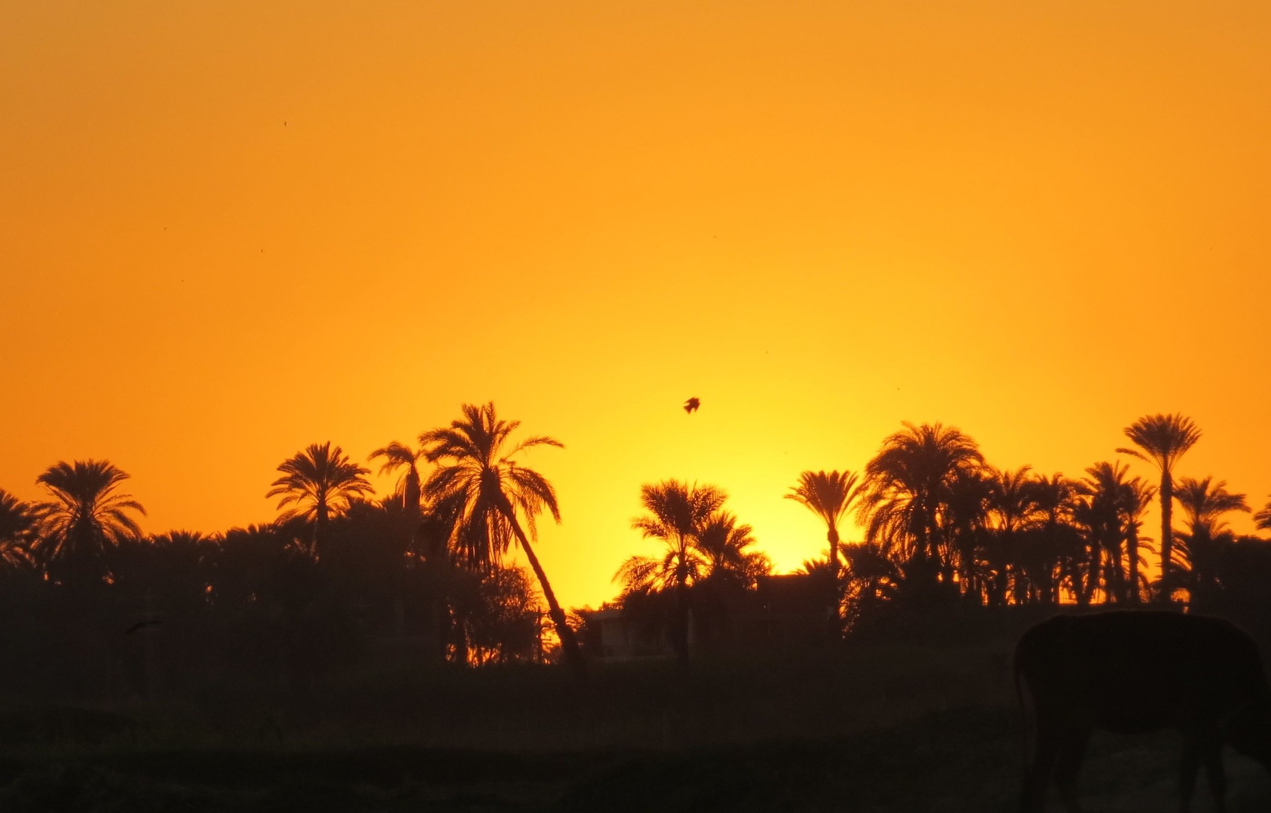 Sheherazade